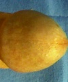 amatérské fotky - č. 424960