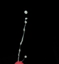 sperma