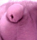 penis