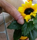 Slunecnice
