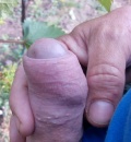 Pauza ve vinici