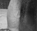 cock